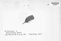 Puccinia vincae image